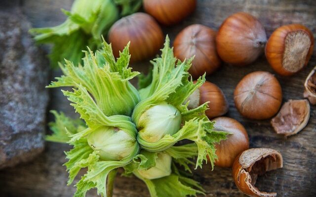 Hasselnødder i dansk natur: Historie, vækst og betydning