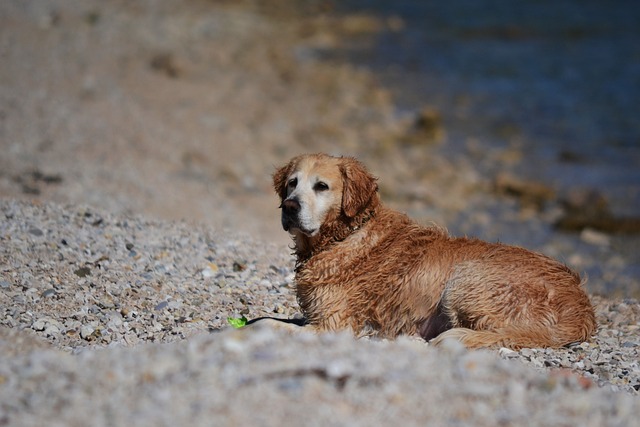 Gourmet til vovsen: Lækre glutenfri opskrifter til din hund