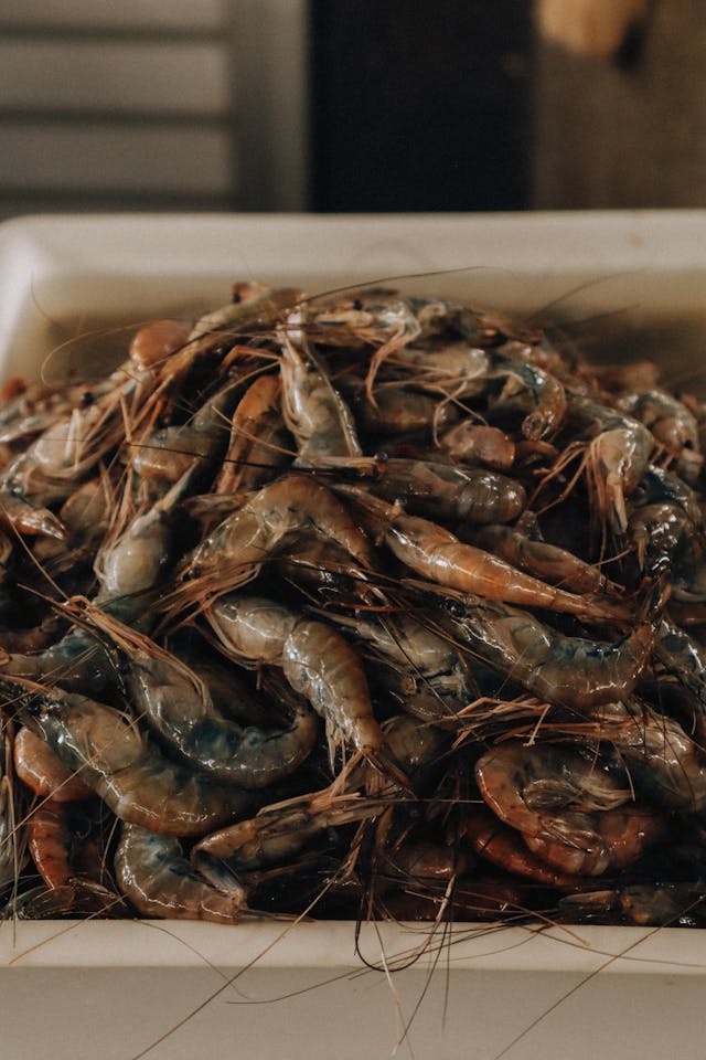 Faldende rejeindlandinger påvirker udbuddet af friske rejer i Danmark